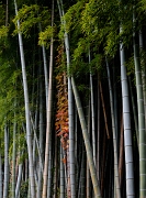 Arashiyama-Sagano Adashino Nembutsuji Temple Bamboo 11-3572