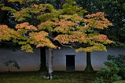 Zuishin-in Garden 11-3180