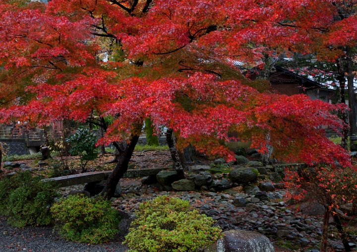 Galleries Takayama Takayama-maple In Park 11-0964