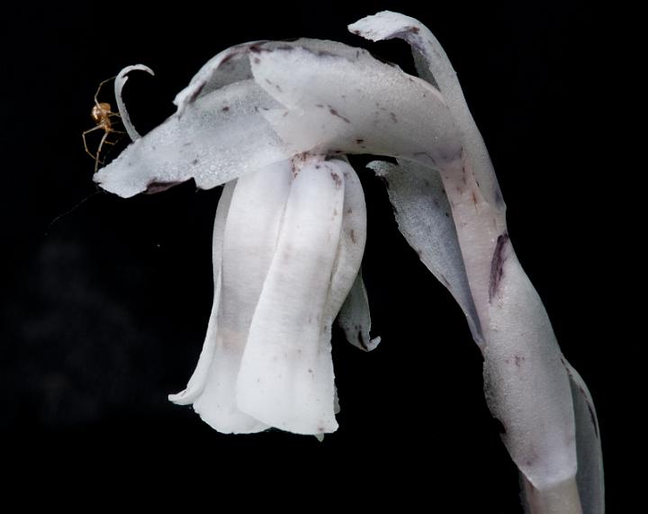 Galleries/Flora 4/Monotropa uniflora